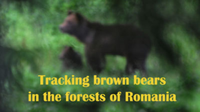 Tracking Brown bears in Romania