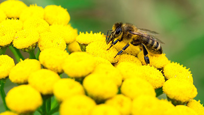 Pollination and Bees