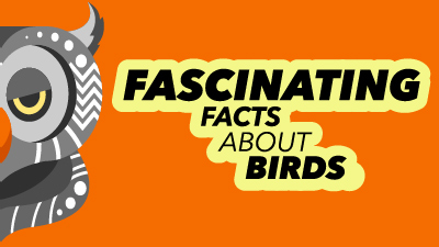 Feathery Facts