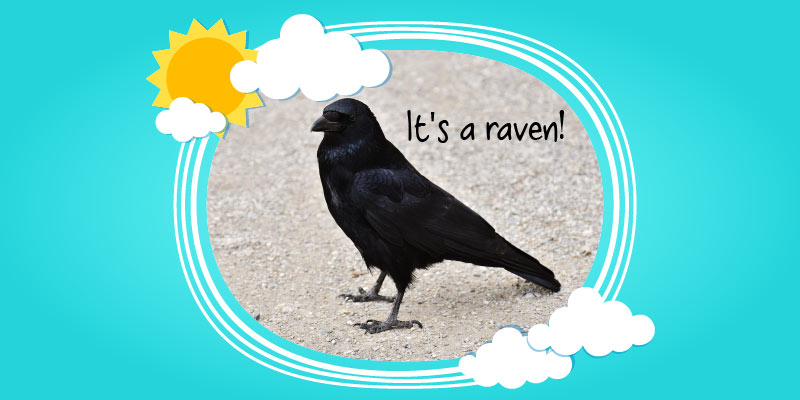 Ravens_3