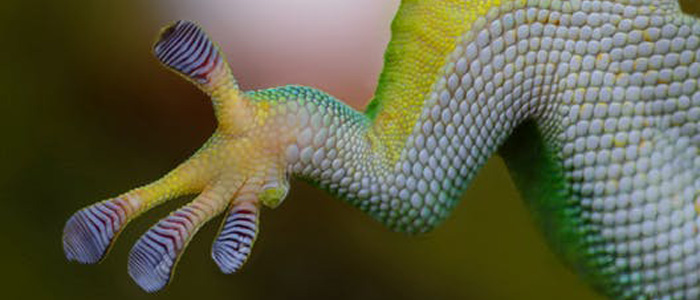 nature-hand-animal-glass