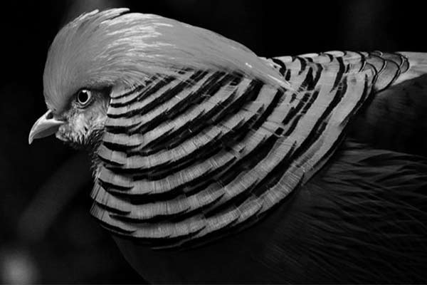 Golden-pheasant-bw