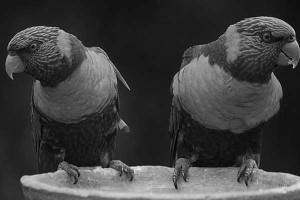 Rainbow-Lorikeet-BW