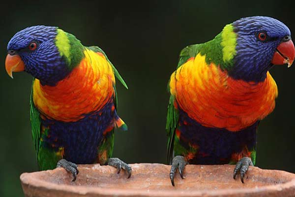 Rainbow-Lorikeet