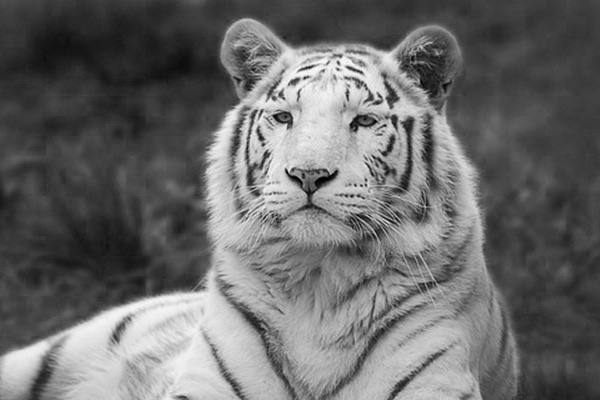 White-Bengal-Tiger-BW