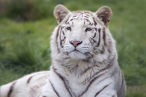 White-Bengal-Tiger