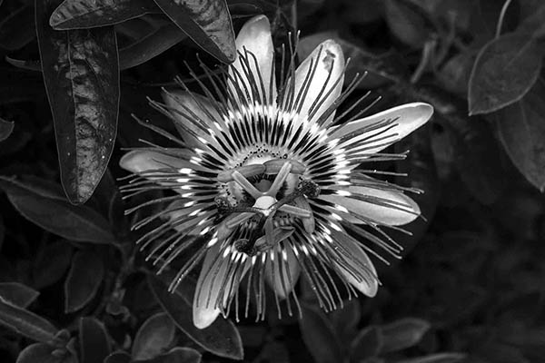 blue passion flower bw