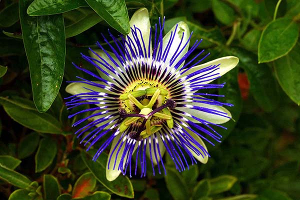 blue passion flower