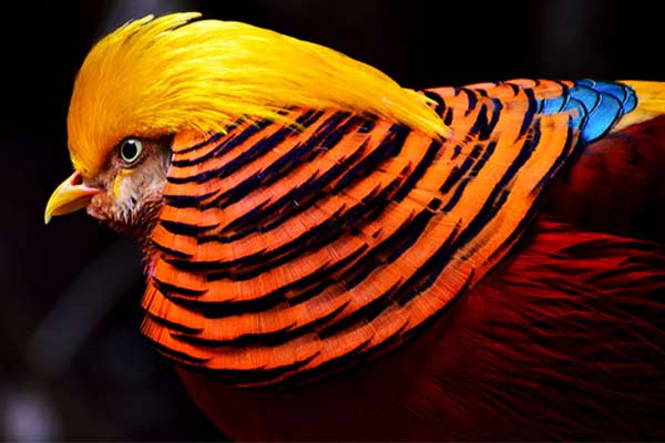 golden-pheasant-colour