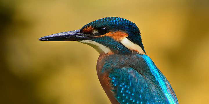 kingfisher_2