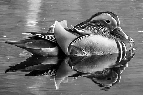 mandarin duck male bw