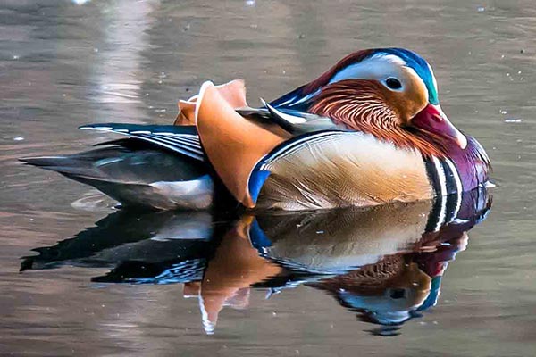 mandarin duck male