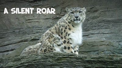 Nature in Danger – 5: Snow Leopards