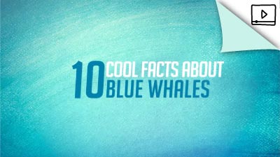 Cool Facts about Blue Whales