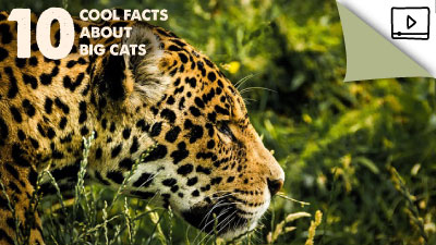 Feline Facts