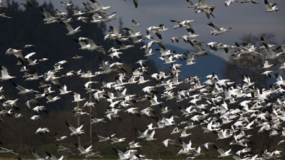 Amidst Lakhs of Birds