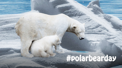 Project Polar Bear