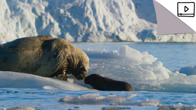 Blue Planet II