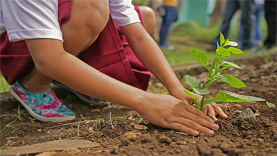 How does your garden grow?