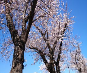 They flower in winter