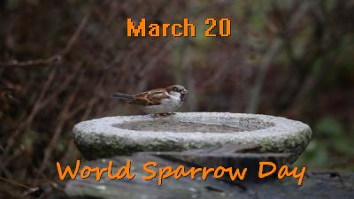 A sparrow in hand!