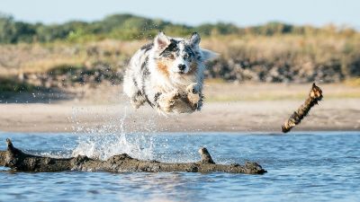 Beat the heat — with your pets!