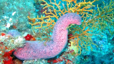 The strange world of sea cucumbers