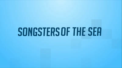 Songsters of the sea