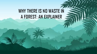 Why is there no waste in a forest?