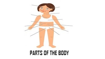 Parts of the body