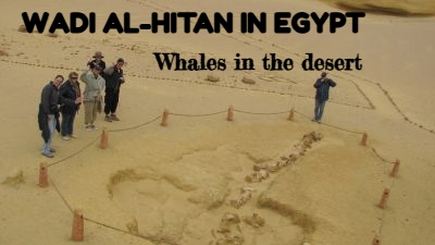 Whales in the desert?