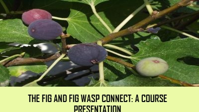 Care for a fig?